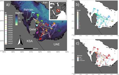 Environmental Drivers of Habitat Use by Hawksbill Turtles (Eretmochelys imbricata) in the Arabian Gulf (Qatar)